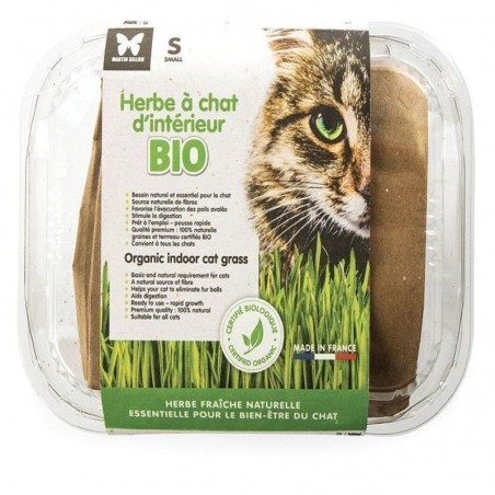 Herbe à chat Bio à semer - JungleVet