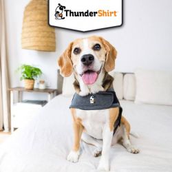 Gilet anti anxiété ThunderShirt pour chien